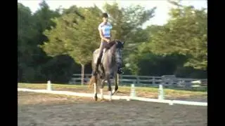 2008 Canadian Warmblood Mare - Blackberry