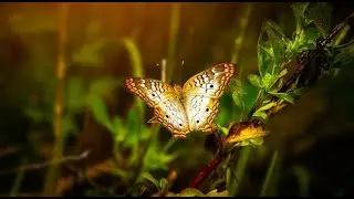 Beautiful Piano Music, Spanish Piano Music| Romantic Music | Juan Sanchez - Rebirth
