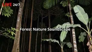 🔴 LIVE 🍂 Forest Nature Soundscape Relaxing Music for Deep Sleep, Meditation, Relax & Inner Peace