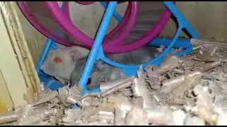 Hamster winter white under jogging wheel