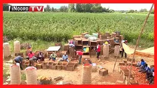 Ũrĩmi wa nyanya wa Peter Kamau Kirinyaga #MũgamboWaMũrĩmi PART 1