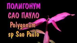 ПОЛИГОНУМ САО ПАУЛО ( Polygonum sp Sao Paulo )