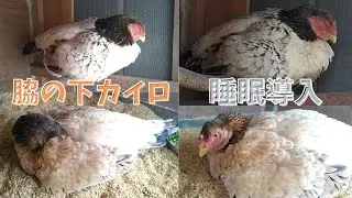 睡眠導入と脇のカイロ【シャモ】