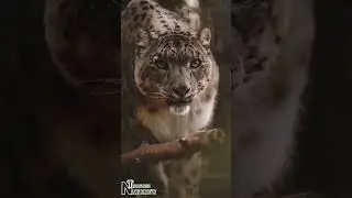 Snow Leopard 🐆. #animals #leopard #jaguar #nature #natgeo #nationalgeographic #naturetreasures