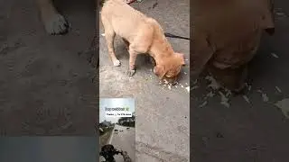 🥹#support #respect #animals #dog#puppy #saddogs #subscribe