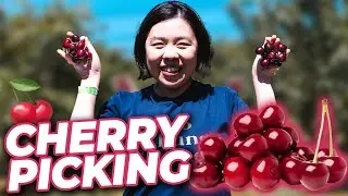 CHERRY HILLS ORCHARDS - The Best Cherry Picking in Melbourne | Must Do Activity During Summer