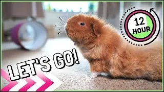 I Let my Guinea Pigs Free Roam for a FULL DAY!
