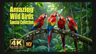World's Most Colorful Birds🦜 Ranked 2026🌿