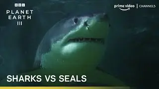 Sharks vs Seals | Planet Earth III | BBC Player | Prime Video Channels