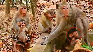 Unforgettable Antics: A Baby Monkey 's Day Will Steal Your Heart! So Hilariously Baby Monkey