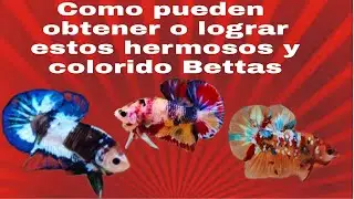 Cuáles hembra elijo para obtener esto hermoso y colorido Bettas#EnrriqueBettasRD#