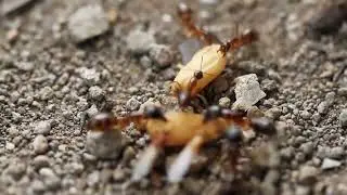 How Ants Build Complex Cities: Teamwork In The Animal Kingdom | TheCuriosityLab