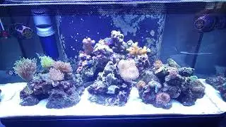 Fluval Flex 32.5 gal mixed reef aquarium