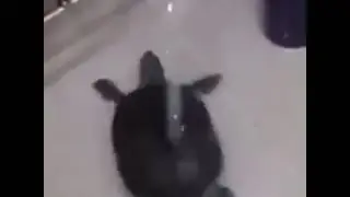 Funny Turtle Dancing To An 8-Bit Anime Song