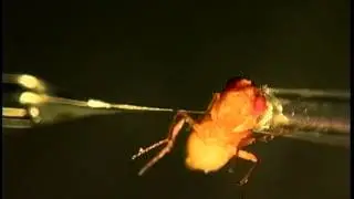 Giving a Female Gnat (Drosophila) a Shot of Male Sex Gland Fluids
