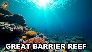 Great Barrier Reef Australia | Great Barrier Reef, Coral Wonderland, Marine Life & Aerial Views AL