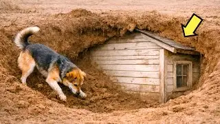 UN CANE RANDAGIO HA DISSOTTERRATO UNA CASA IN GIARDINO… E QUELLO CHE HANNO TROVATO DENTRO…