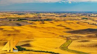 Nature Ambience of Summer Wheat Fields - 4K Beautiful Relaxation Video from Steptoe Butte State Park