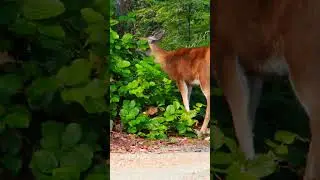 Deer Eating Plants |#Deer #wildlife #Natureontheroad