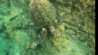 Koh Tao Snorkeling at Aow Leuk Beach, Mr Turtle came to say hi! 🐢