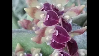 come curare le orchidee malate senza fitofarmci ormai quasi introvabili