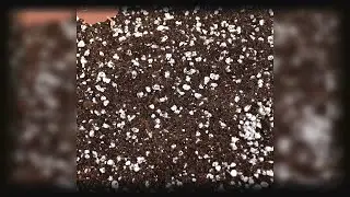 Pourquoi devons-nous renoncer &agrave; la tourbe dans le jardin ? Quelles alternatives avons-nous ?