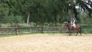 trottinement et d&eacute;part au galop &agrave; faux
