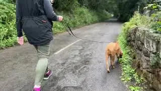 Rules for Loose Lead