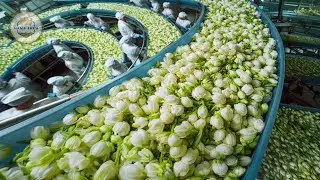 How to Process Jasmine Flowers and Why Jasmine Oil Is So Expensive