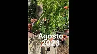 Del vertedero a mi jard&iacute;n. Bignonia Bonsai. Tecoma capensis. #bonsai #bonsaigarden #bonsaitree