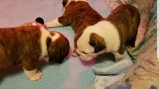 English Bulldog Puppies Learning to Walk