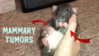 Donut is Developing 2 Mammary Tumors 😔