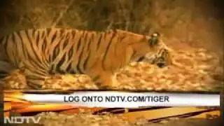 Corbett: Tiger conservation faces issue of protected areas