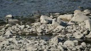 Les Petits gravelots - Charadrius dubius