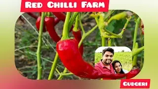 Red Chilli; just  before harvest