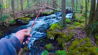 HIDDEN Mountain Creek STACKED With PA NATIVE Brook Trout