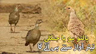 Teetar Awaz Sunty hi Ae Ga | Teetar Paltu ho Ya Jungli is Awaz Par Ae Ga | Partridge Sound