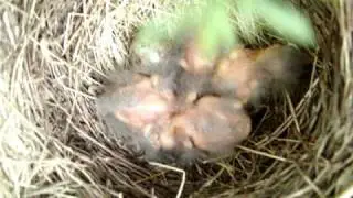 Grackle nest -24th of may 2009