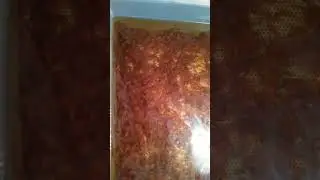 Lake Huron Fishing Club Port Elgin Salmon Hatchery