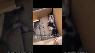 donate to support #donate #cat #adoptstrays #animallover #kitten #catrescue #pets #help #catlover