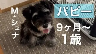 【パピー犬】Mシュナの女の子　９ヶ月〜１歳までの記録