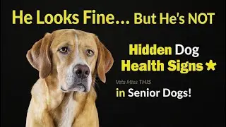 #5 Hidden Signs Your Senior Dog Is Sick (Vets Often Miss #3!) | Is Your Dog Just Tired? Find Out!