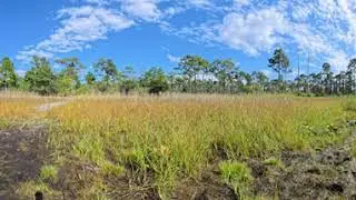 Immersive Nature: Crystal Coast & Croatan National Forest in 360&deg;