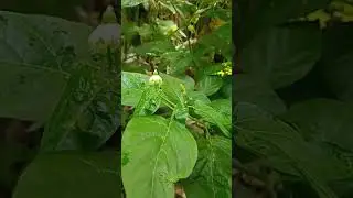 tanam cabai di pot,siapa takut #shorts  #farmer #kebun #tanduran #plants #pot #cabai #berkebun