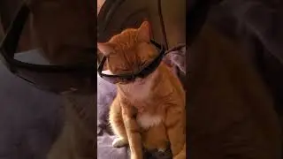 SunGlasses Made Cat Sleepy 😴! #shorts