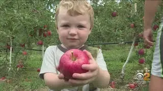 Unofficial Apple Picking Season Kicks Off At Tri-State Area Farms