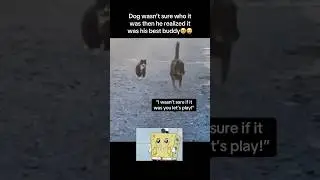 Furry friends reunite😭 #fyp #viral #animals #cat #cats #dogs #dog #cute #aww #fypシ #shorts #ytshort