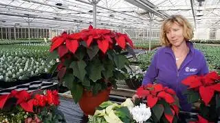 Pentland Plants Poinsettias & Gift Baskets 2017