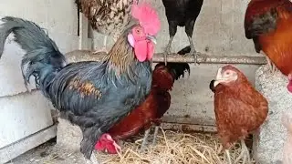Adorable chicken rooster & hen enjoying @ Home  | farm sounds🐓🐔 #birds #hen