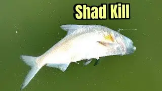 Techniques And Strategies For Catching Bass During A Shad Kill&hellip;(On The Water Video)